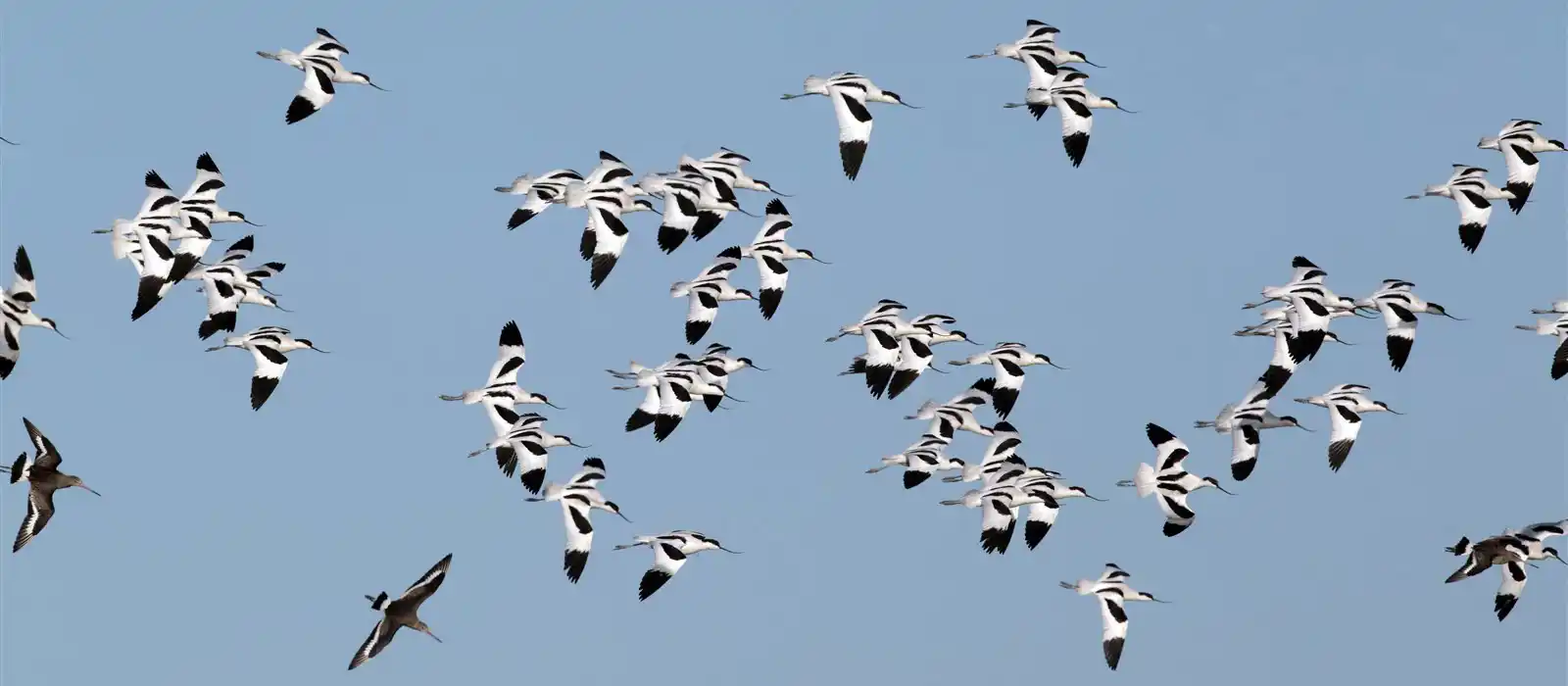 Avocets at RSPB Snettisham, Norfolk