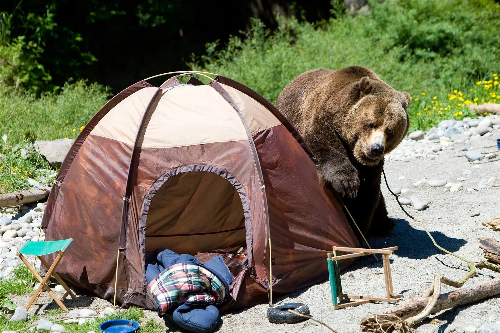 Grizzly bears aren't in the UK!