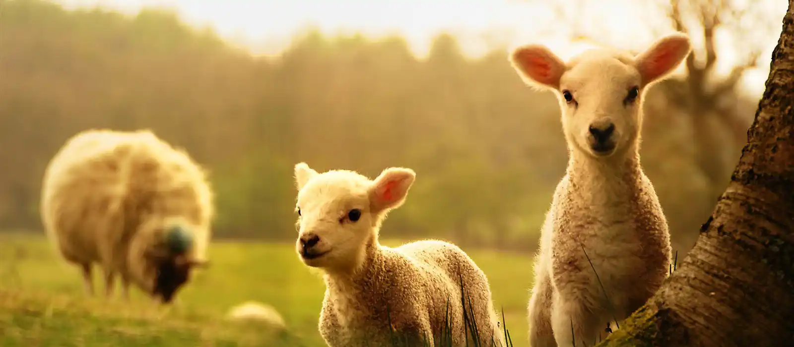 Spring lambs