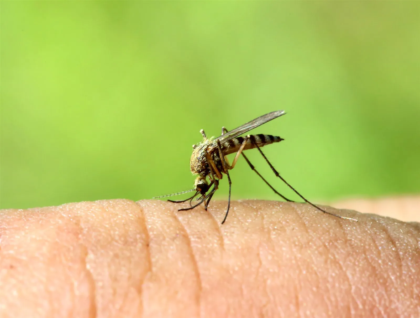 How to avoid midges, wasps and other insects while camping