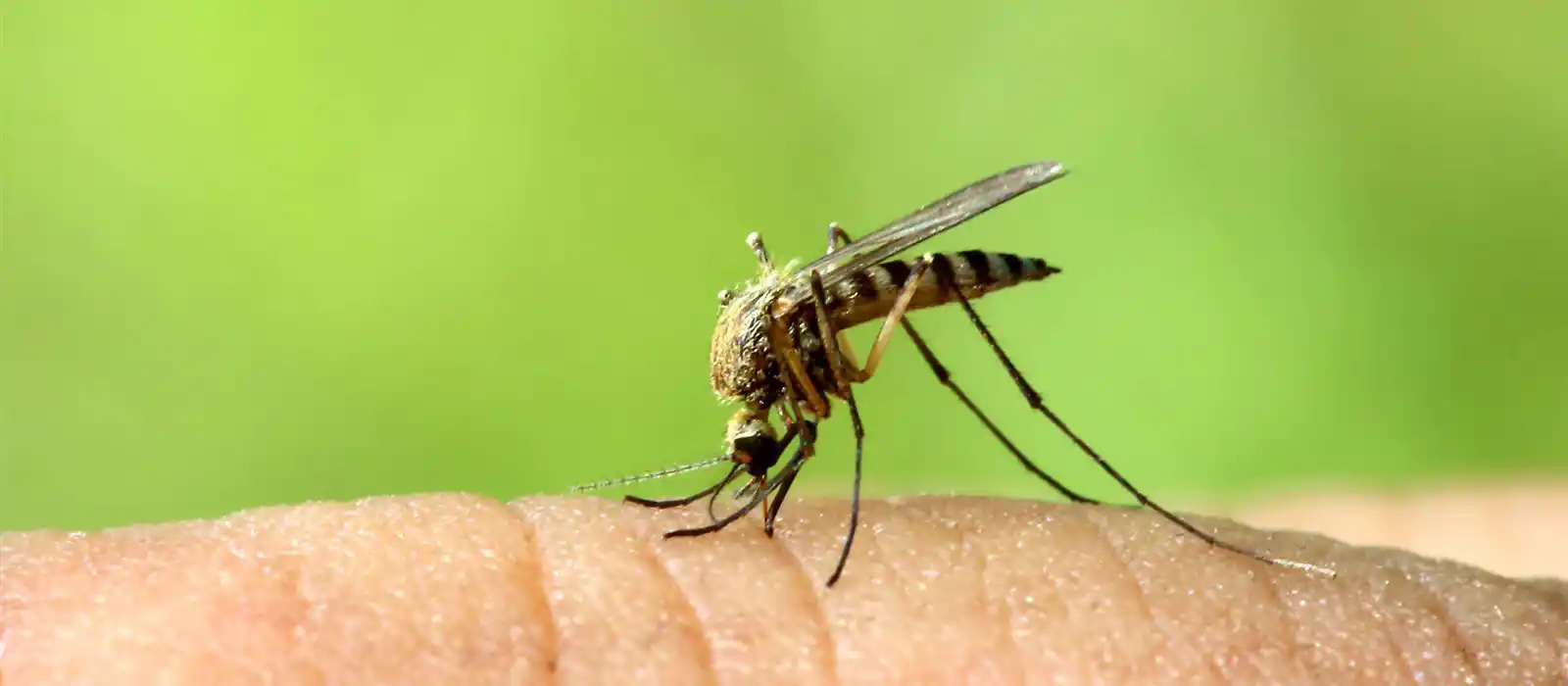 Insect Repellent Socks  Repel Ticks, Mosquitoes & Bugs That Bite - Insect  Shield