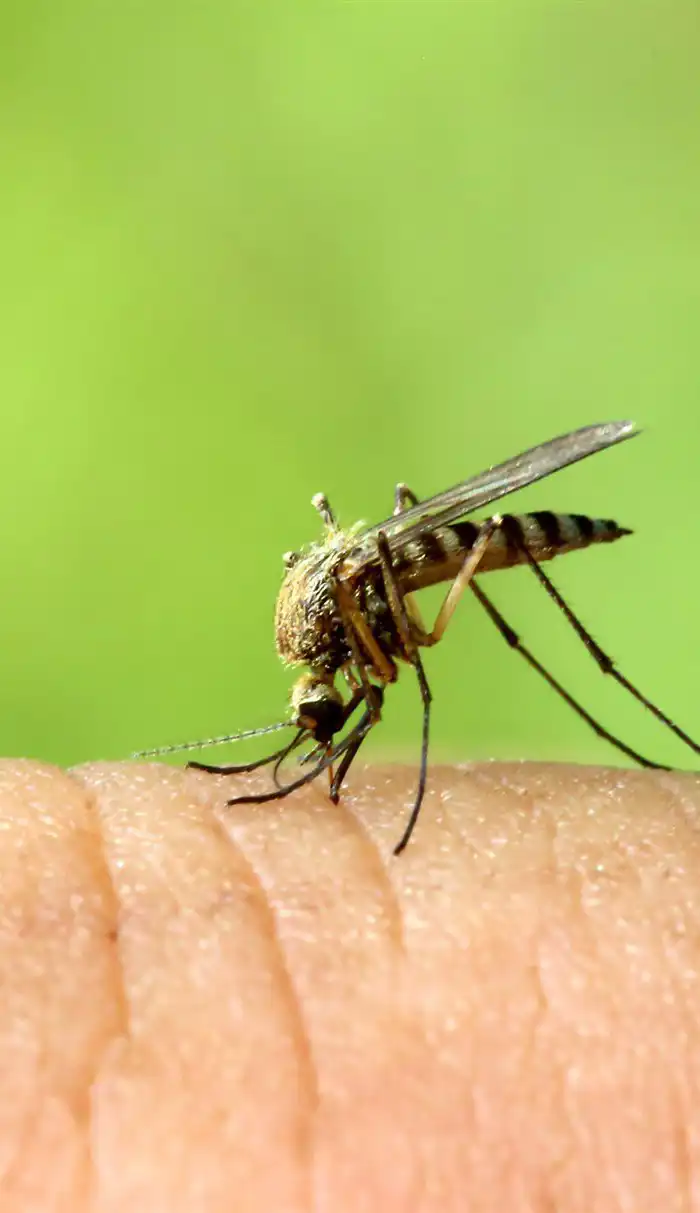 Skip Insects How to avoid midges, wasps and other insects while camping