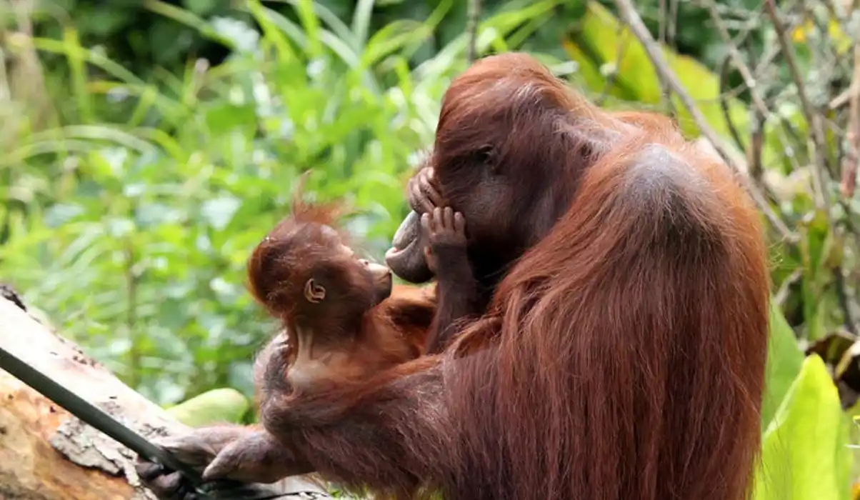 Orangutans at Paignton Zoo