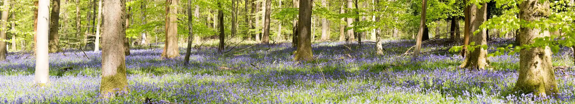 Forest of Dean campsites