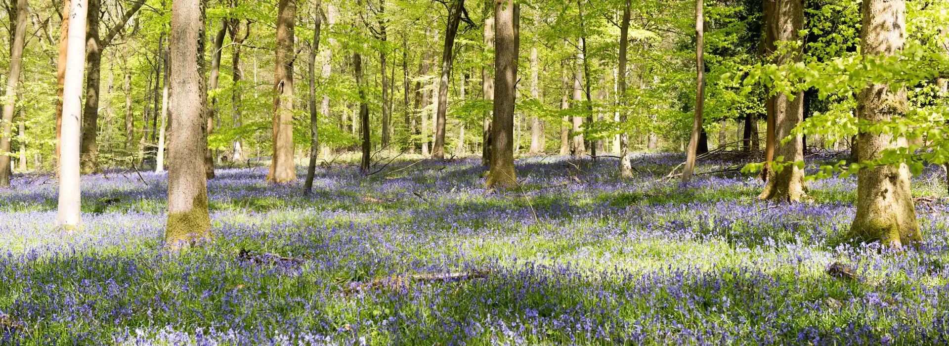 Forest of Dean campsites