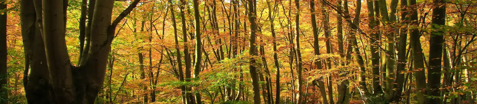 Epping Forest in Autumn
