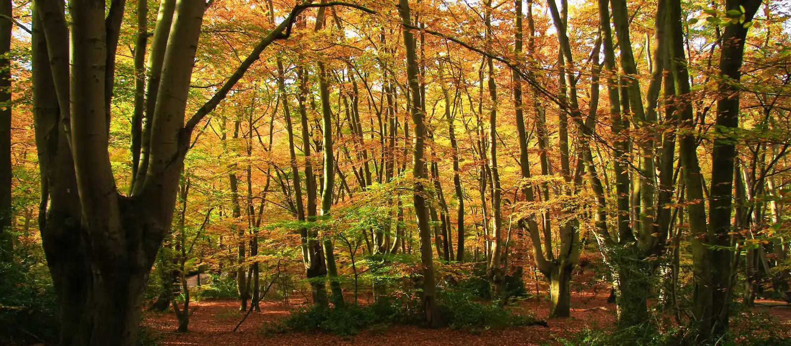 Epping Forest in Autumn