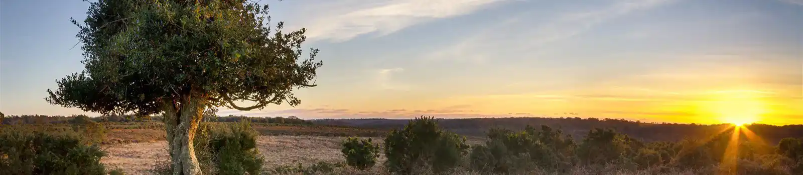 Bratley View, New Forest National Park