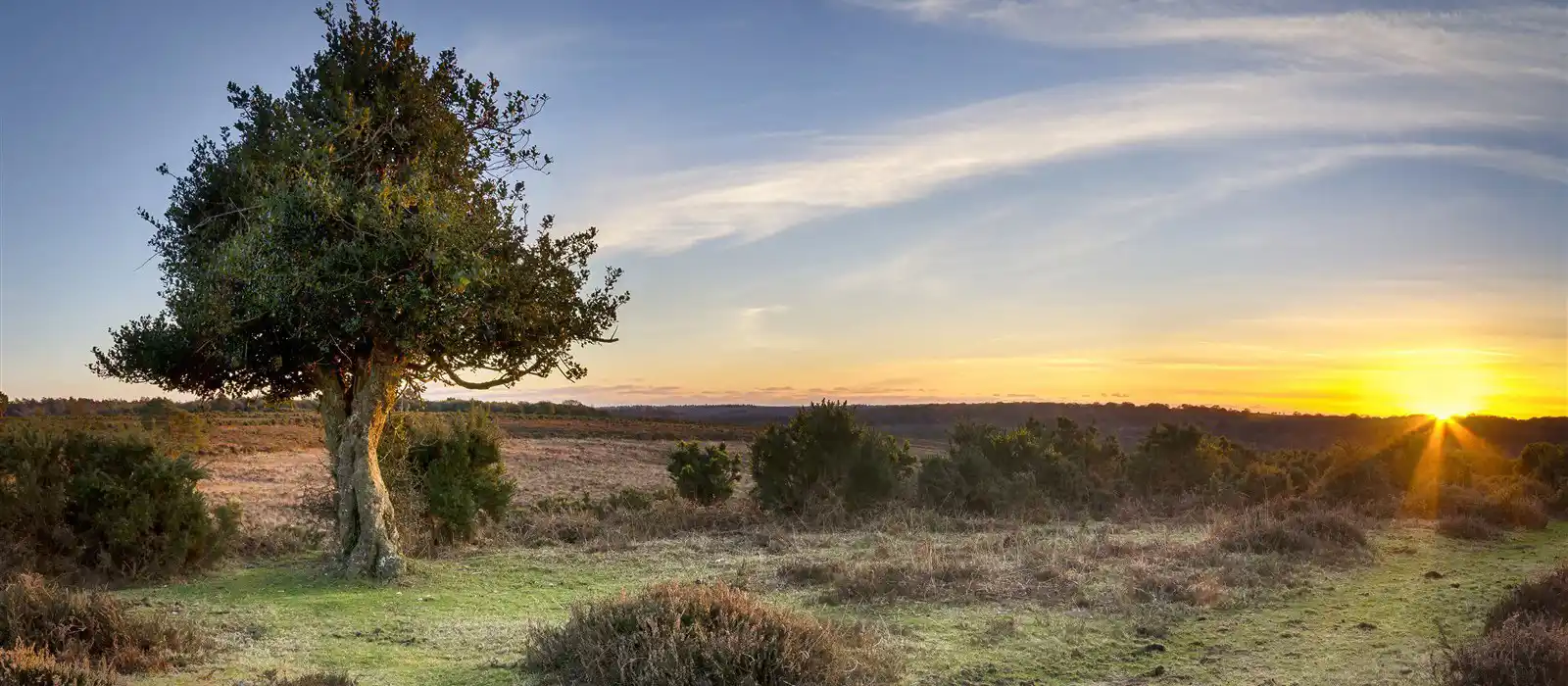 Bratley View, New Forest National Park