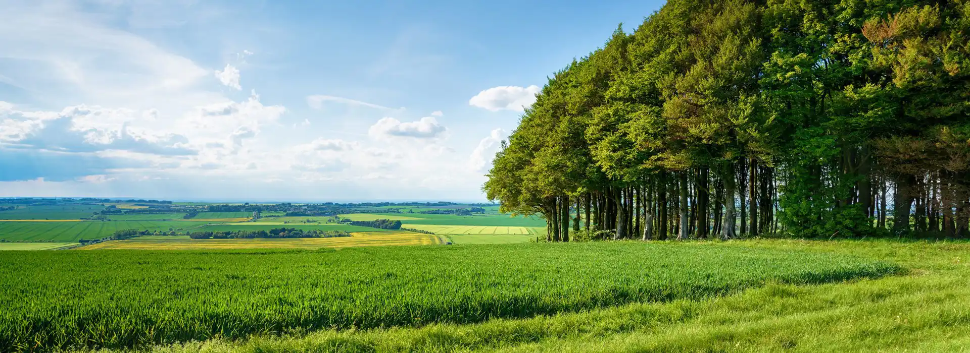 Campsites on the North Wessex Downs