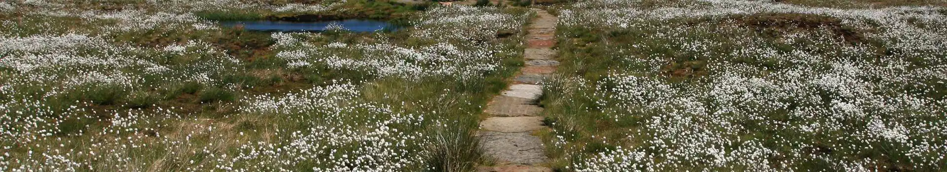 Pennine Way campsites