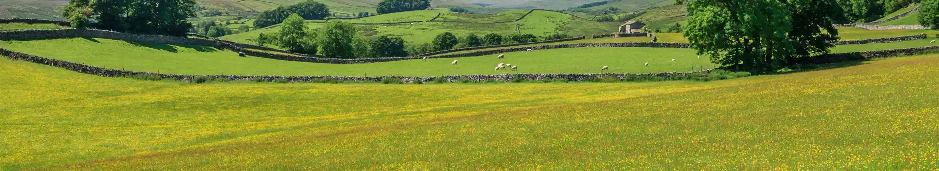 Wensleydale campsites