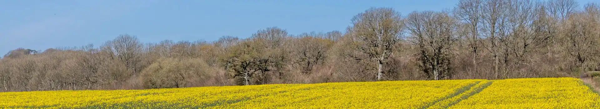 Campsites in Cranborne Chase
