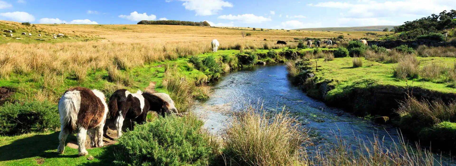 Dartmoor Way