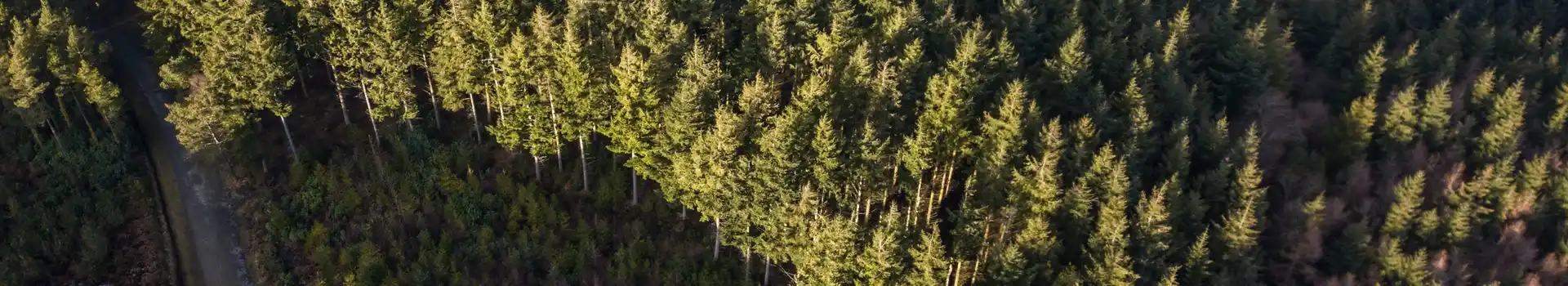 Campsites near Haldon Forest