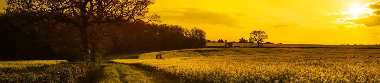 Canola field landscape in Shropshire, UK at sunset