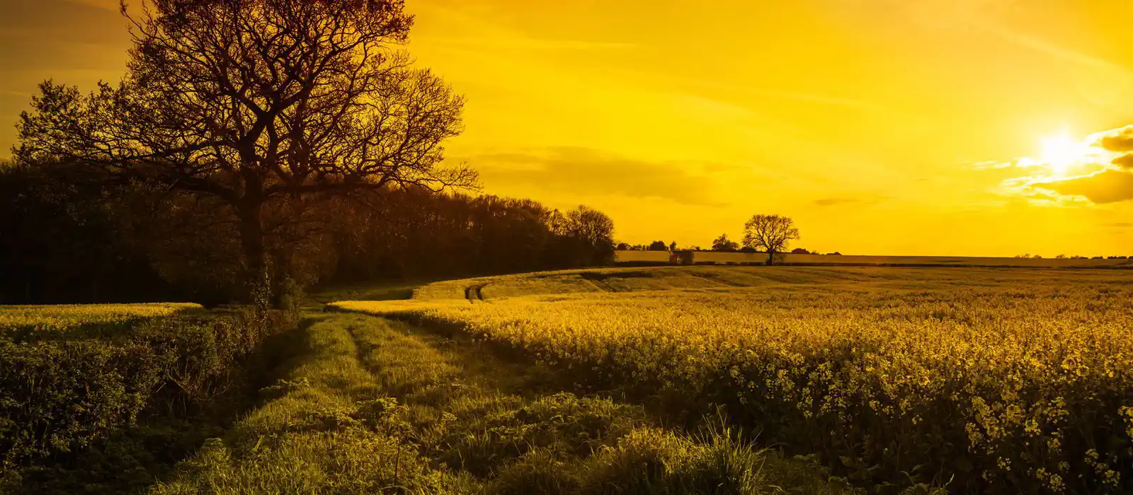 Canola field landscape in Shropshire, UK at sunset