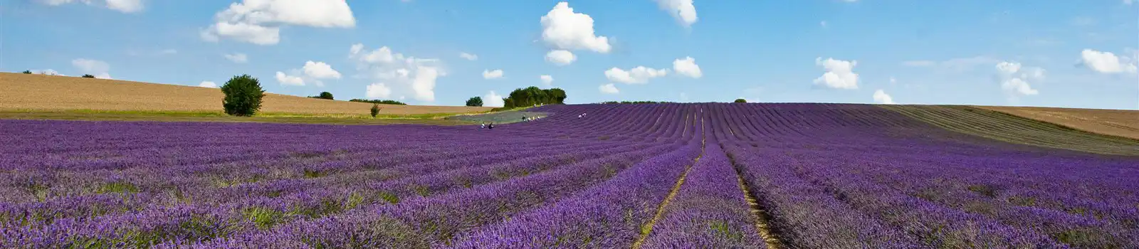 Lavenders farm, Hitchin, Hertfordshire