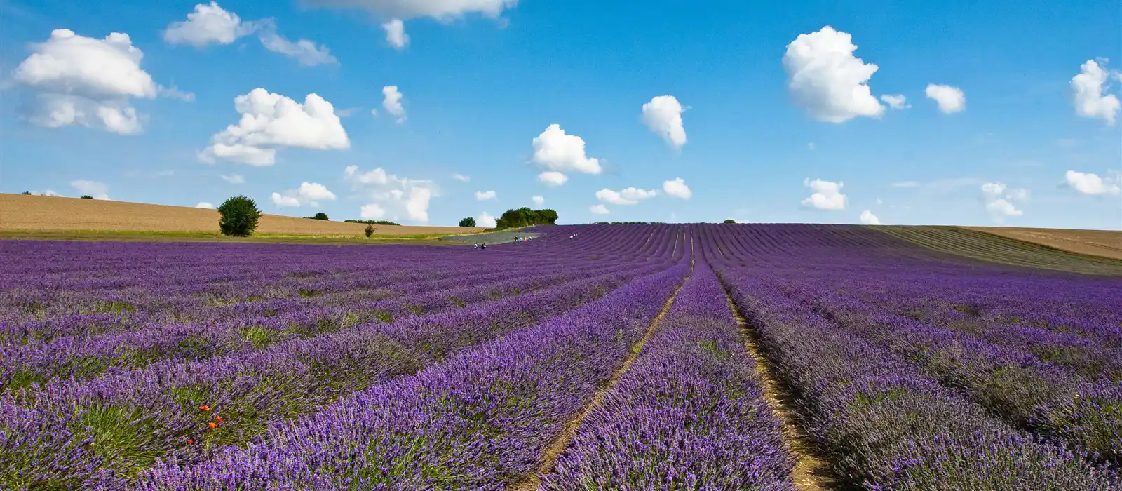 Lavenders farm, Hitchin, Hertfordshire