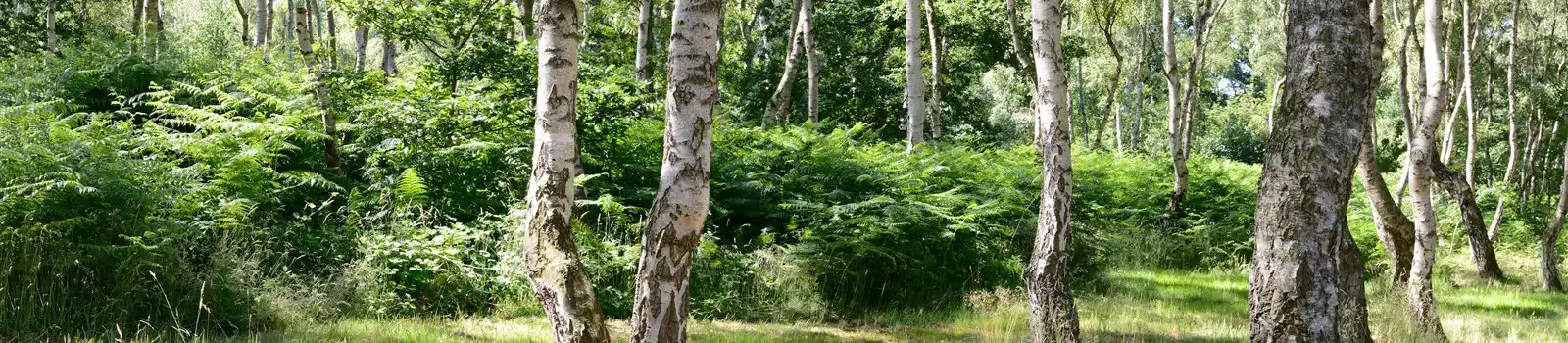 Sherwood Forest, Nottinghamshire
