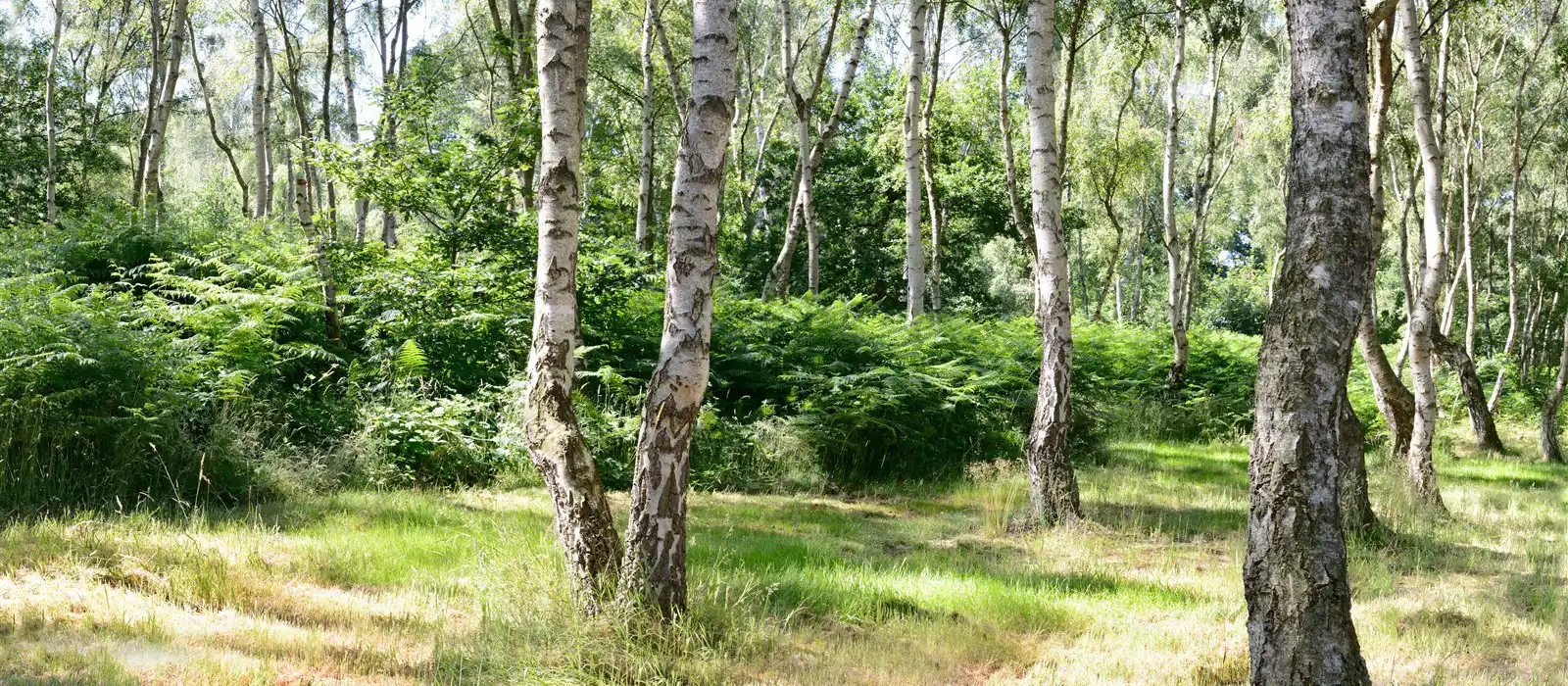 Sherwood Forest, Nottinghamshire Sherwood Forest, Nottinghamshire