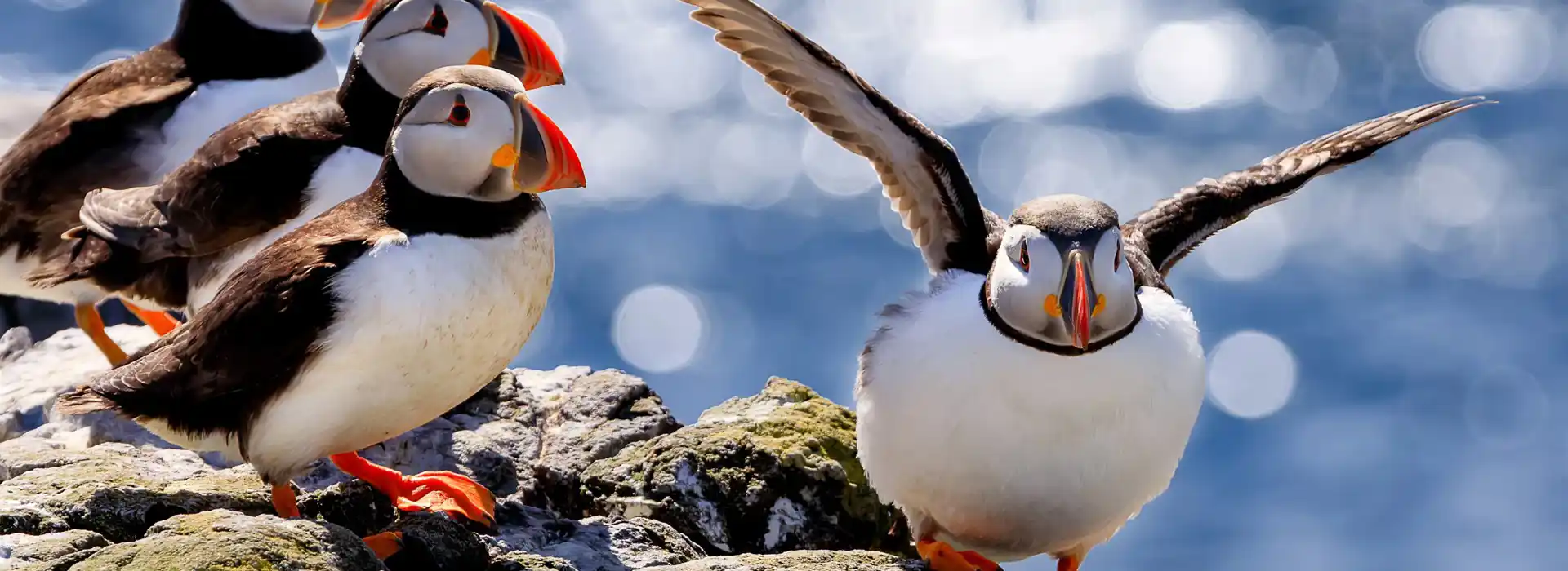 Puffins in Northumberland