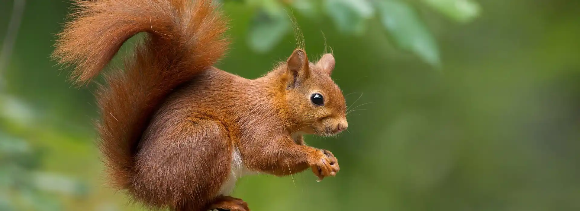 Red squirrels on the Isle of Wight