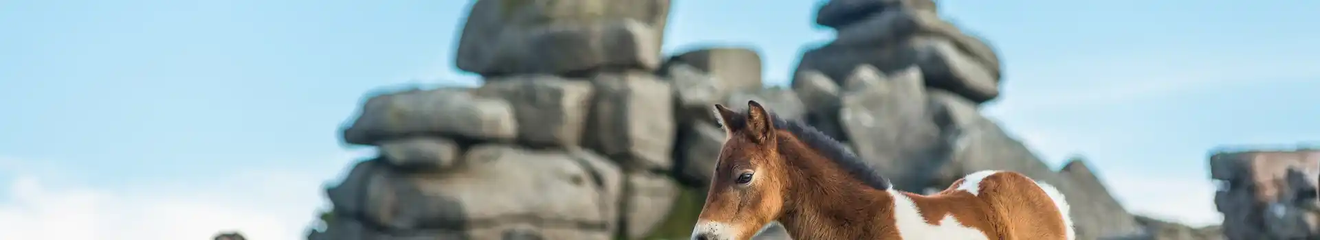 Wild ponies on Dartmoor