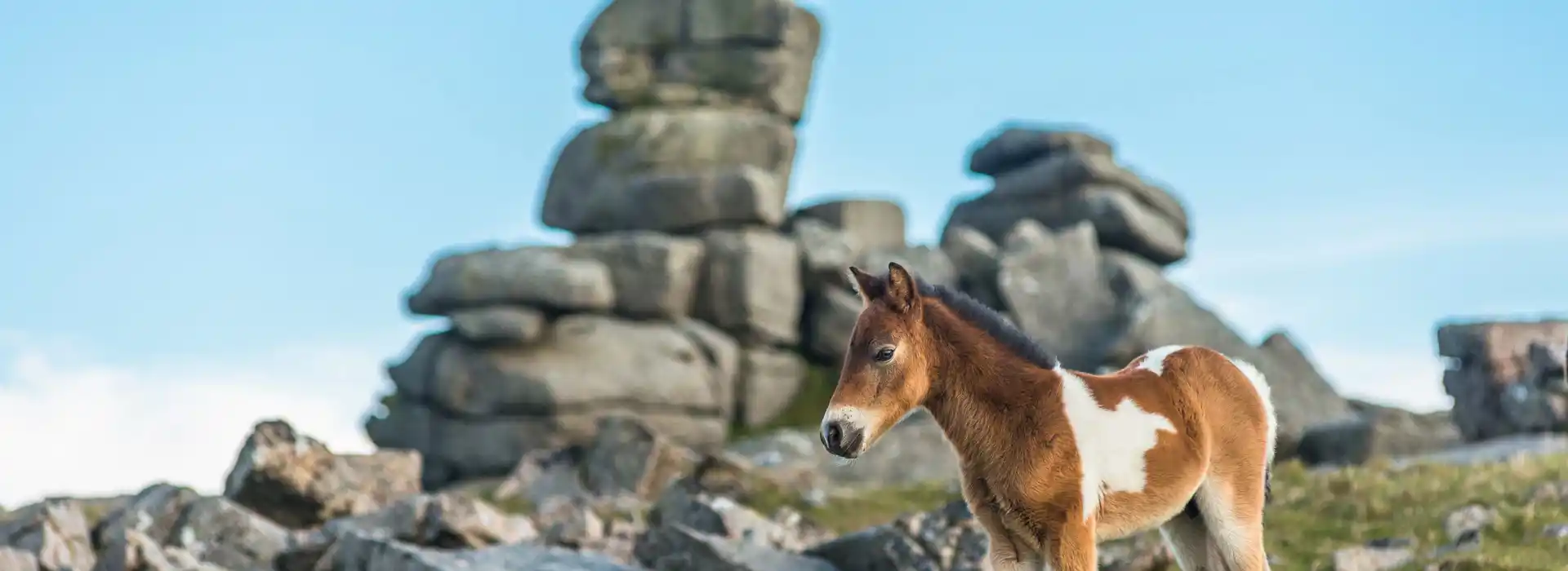 Wild ponies on Dartmoor