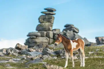 Wild ponies on Dartmoor