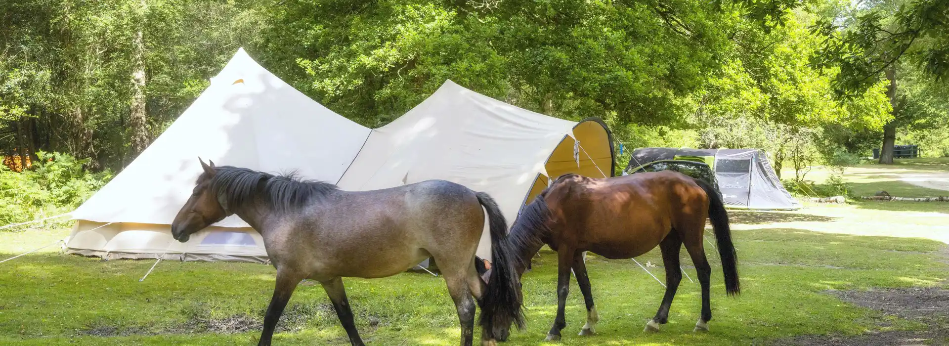 Campsites in the New Forest