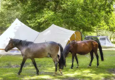 Campsites in the New Forest