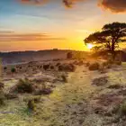 Campsites in the New Forest