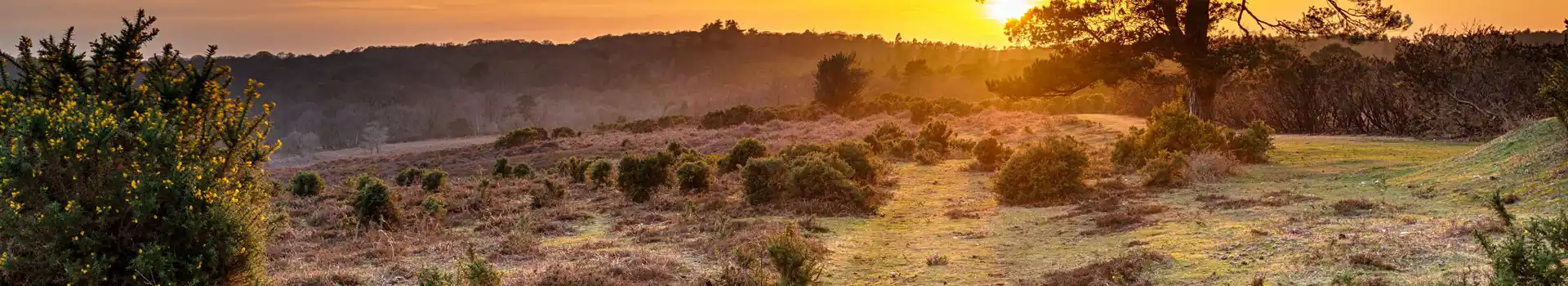 Campsites in the New Forest