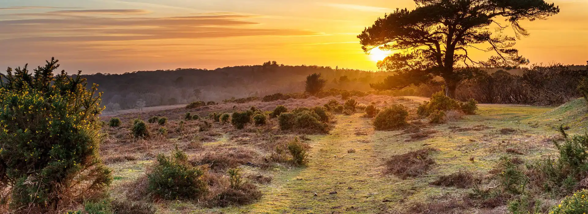 Campsites in the New Forest