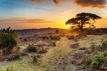 Campsites in the New Forest