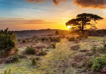 Campsites in the New Forest