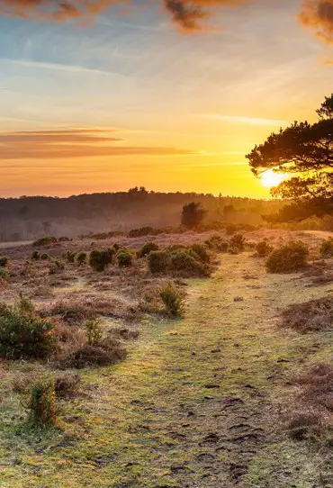 Campsites in the New Forest