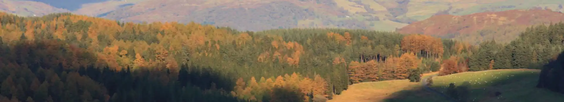 Grizedale campsites