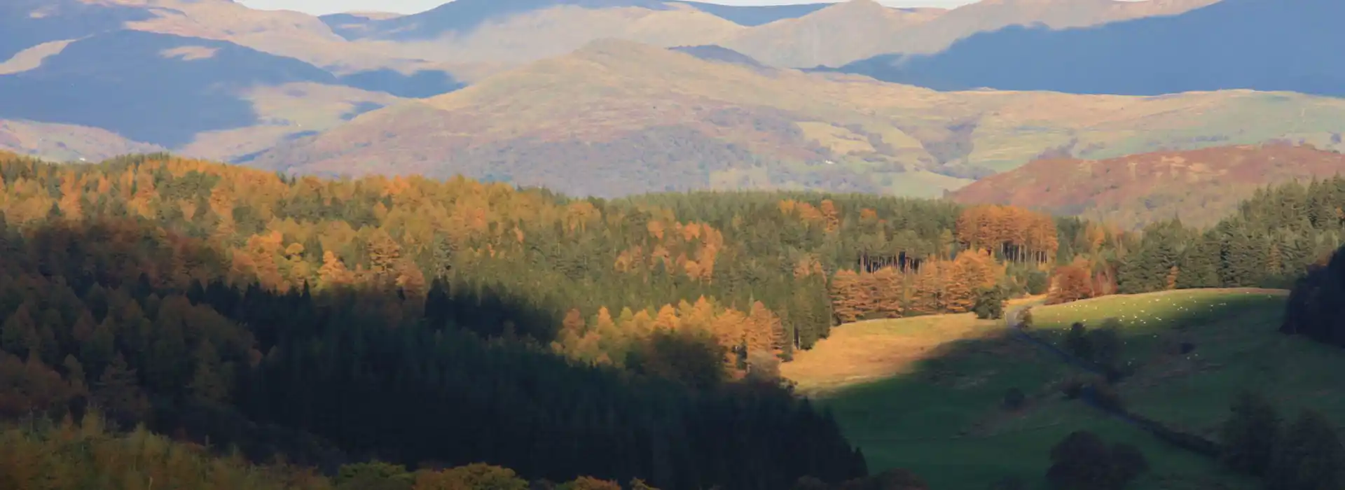 Grizedale campsites