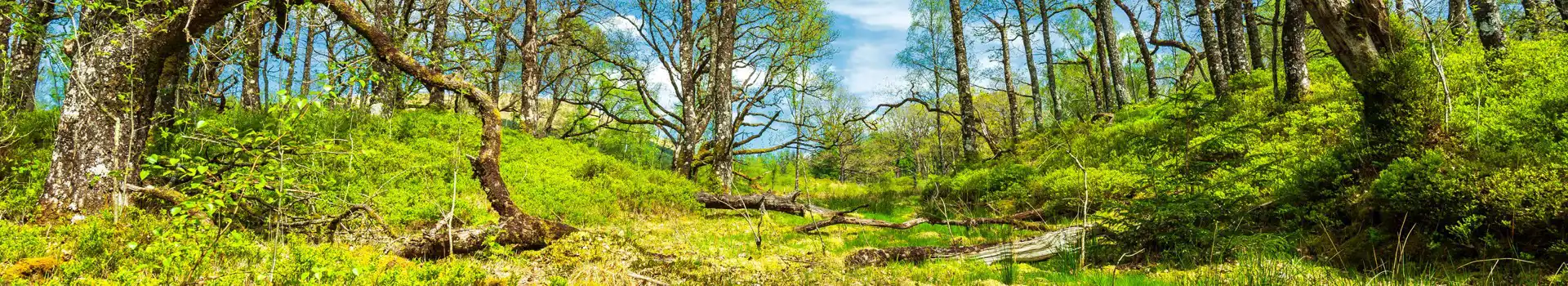 Tyndrum campsites
