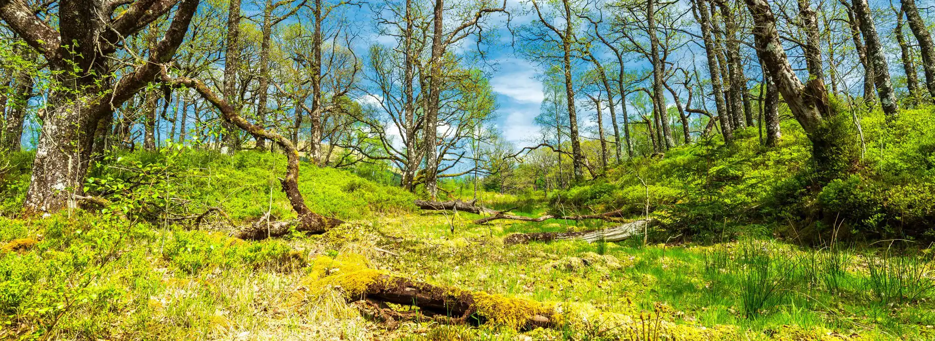 Tyndrum campsites