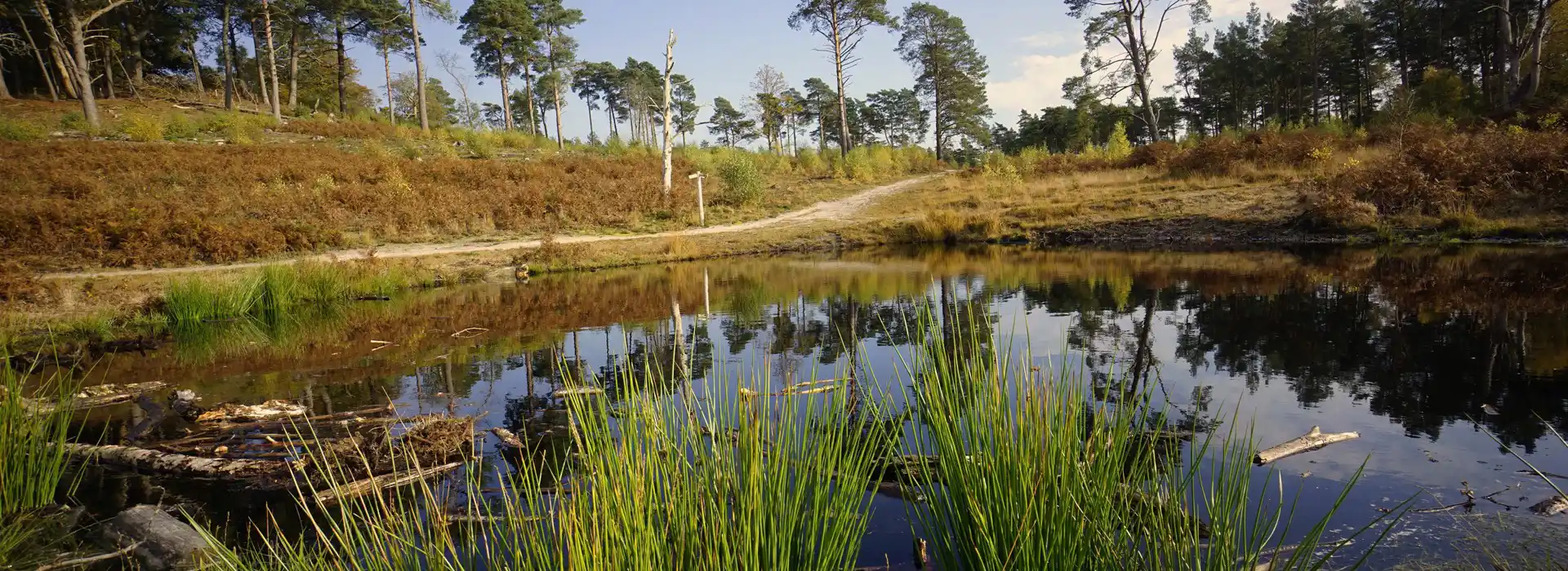 Pulborough campsites