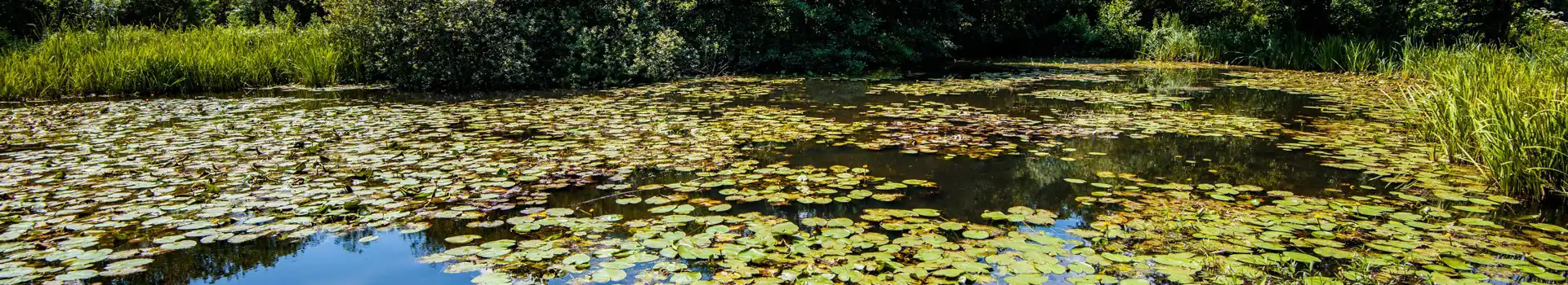 Henfield campsites