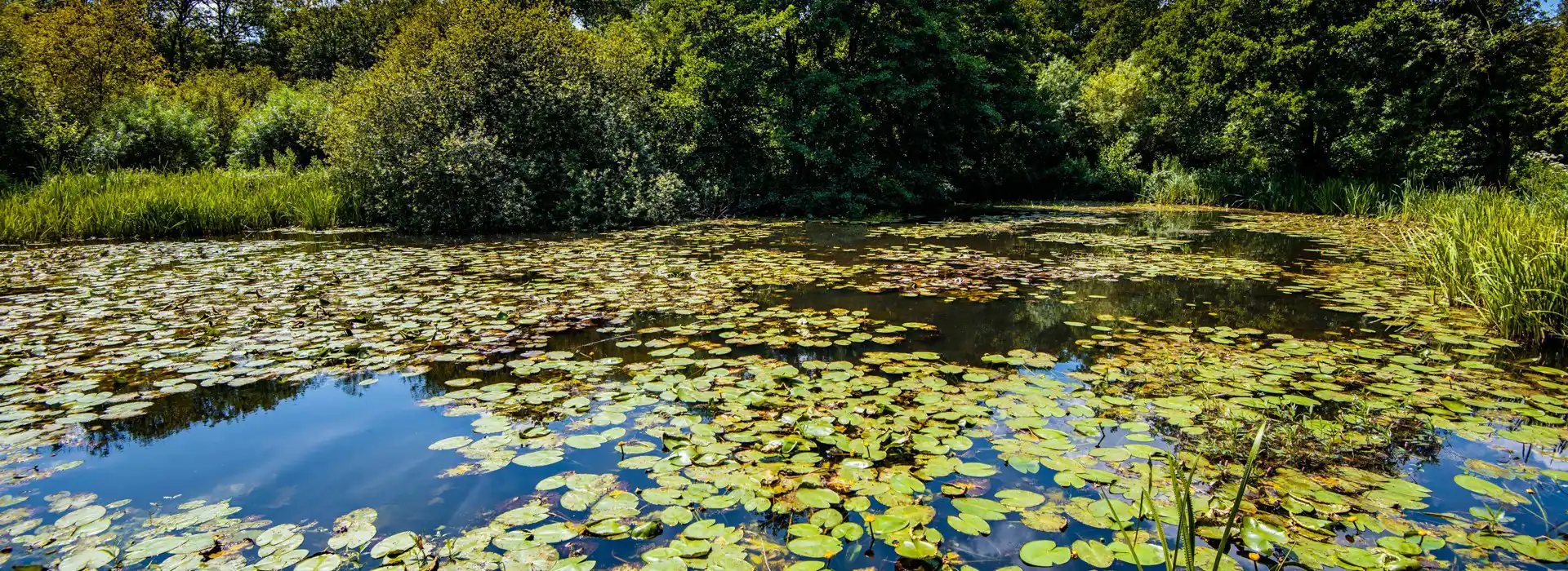 Henfield campsites