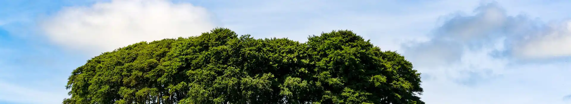 Lifton campsites