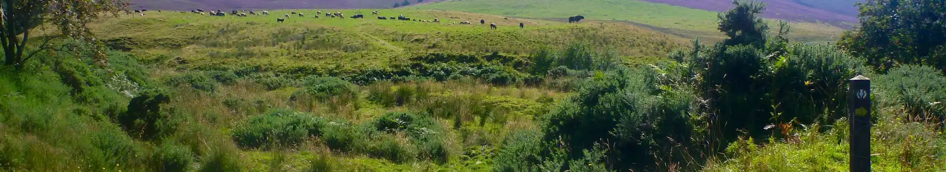 Grantown campsites