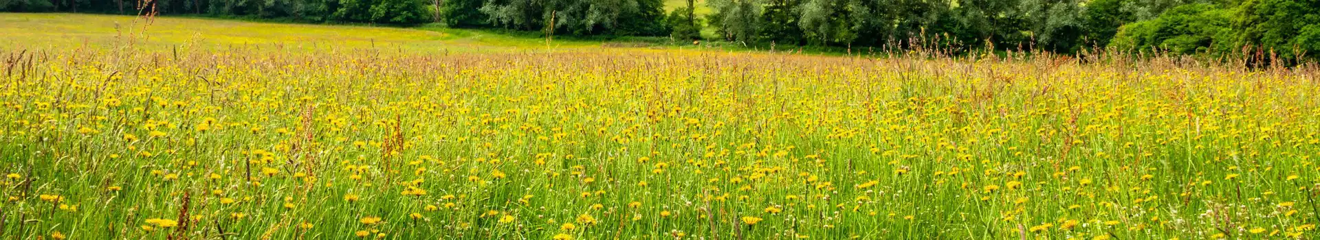 Robertsbridge campsites