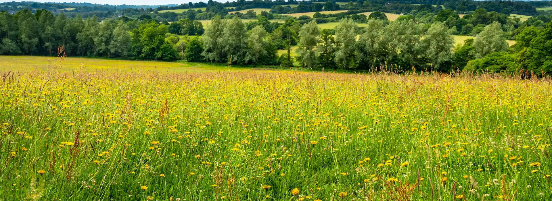 Robertsbridge campsites