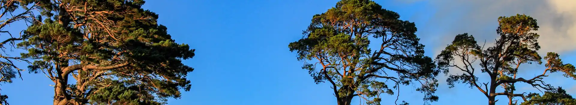 Dingwall campsites